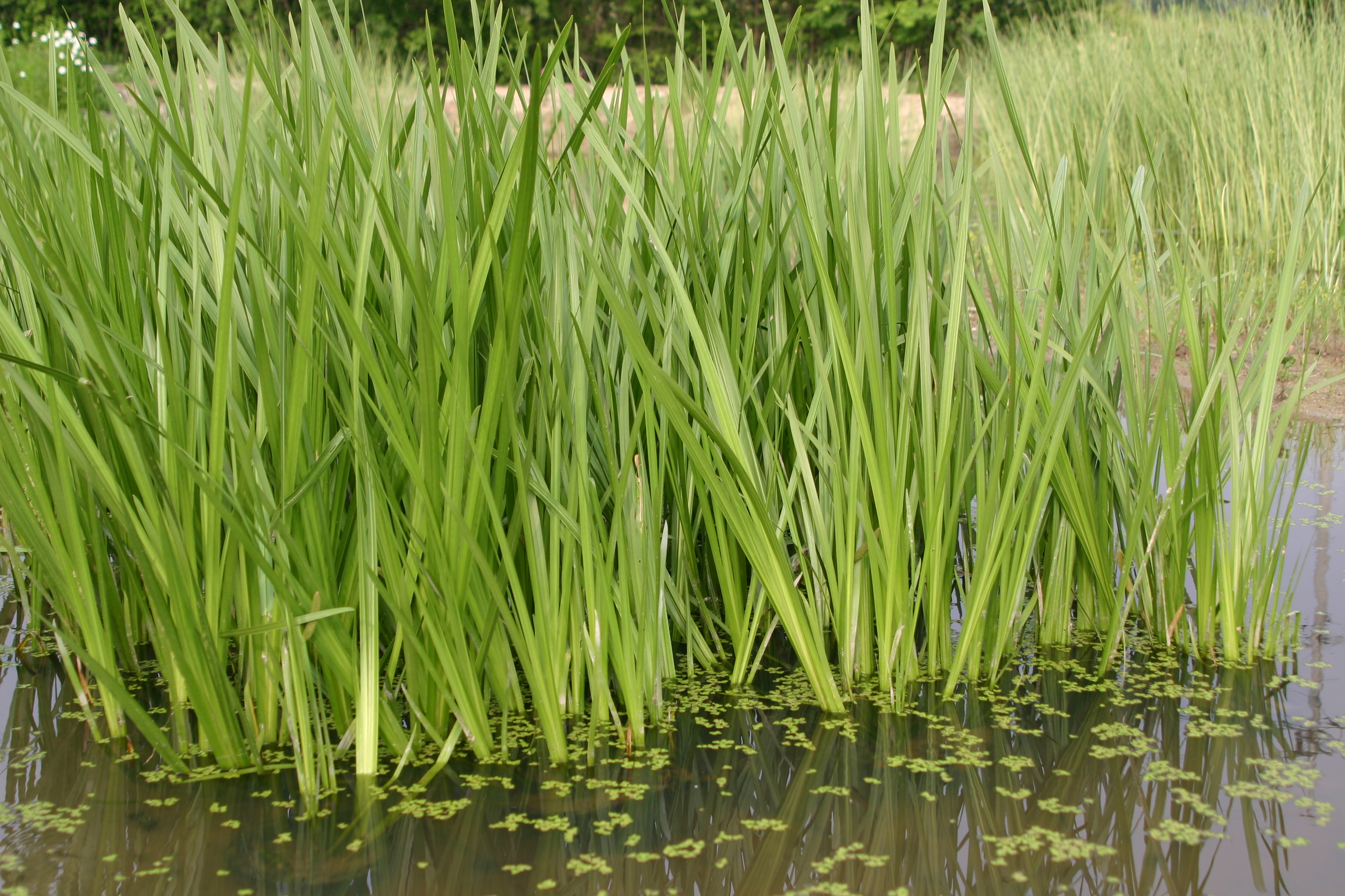 Acorus calamus var. angustatu